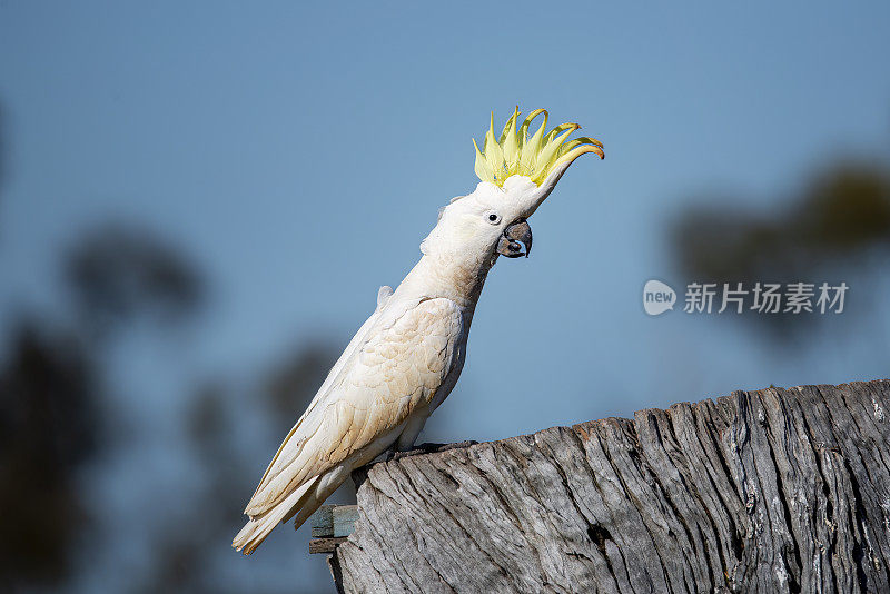 凤头鹦鹉(Cacatua galerita)